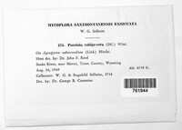 Puccinia recondita image